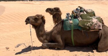 Sahara Sojourn: A Desert Dream Journey