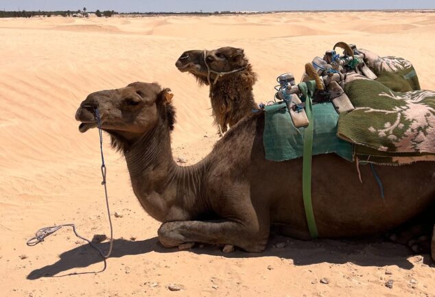 Sahara Sojourn: A Desert Dream Journey