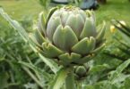 Artichoke Adventures: Exploring A to Z of Cooking & Pairing