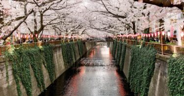 Cherry Blossom Season: Tokyo’s Pink Parade of Petals at its Peak