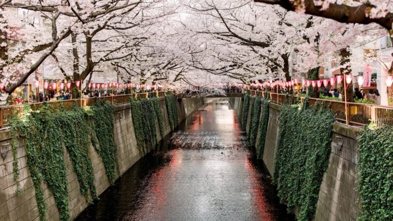 Cherry Blossom Season: Tokyo’s Pink Parade of Petals at its Peak