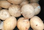 Jicama Jubilee: Discover the Delight in Cooking with this Exotic Root