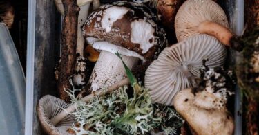 Foraging Fundamentals: A Guide to Wild Foods and Cooking